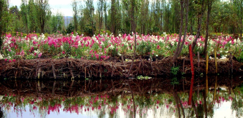 Disfrutar de una Chinampa navegando en una trajinera. Xochimilco